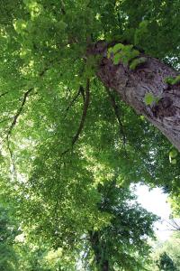 un arbre avec beaucoup de feuilles vertes dans l'établissement Bergenshofje, à Bergen