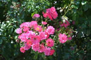 a bunch of pink flowers in front of a bush at Hotel Formule Club in Cenon