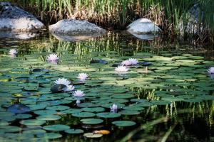 un étang avec des nénuphars et des fleurs blanches dans l'établissement Villa Anna Bad Goisern am Hallstättersee, à Bad Goisern