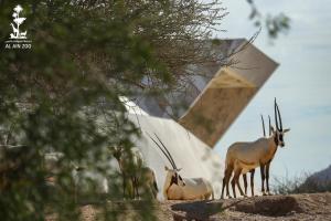 Animales en el hotel o alrededores