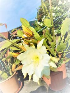 een potplant met witte bloemen in een pot bij Ferienwohnung Baacke in Ruhla