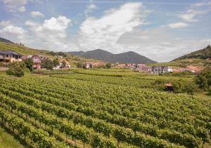 un grand vignoble avec des maisons et des montagnes en arrière-plan dans l'établissement STIERSCHNEIDER'S Weinhotel Wachau & Wiazhaus, à Spitz