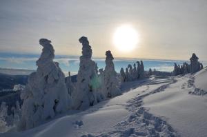 un groupe d'arbres enneigés au sommet d'une montagne dans l'établissement Chata Jiriho na Seraku, à Bělá pod Pradědem