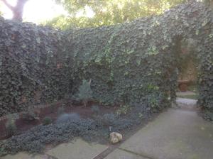 a wall covered in green ivy with a garden w obiekcie Agria Retur Vendégház w Egerze