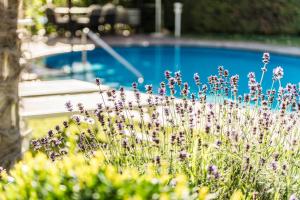 een tuin met paarse bloemen voor een zwembad bij Residence Volkmar in Postal