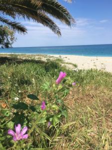 een strand met roze bloemen en de oceaan bij Beach house Chorefto in Chorefto