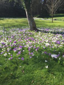 een veld van paarse en witte bloemen voor een boom bij Kingswood Cottage in Lyndhurst