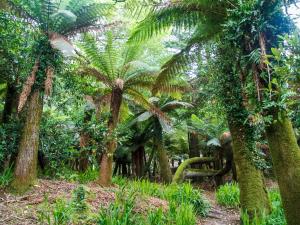 una foresta di palme in un parco di Kells Bay House and Gardens a Kells