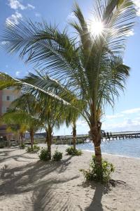 um grupo de palmeiras numa praia arenosa em Princess Bayside Beach Hotel em Ocean City