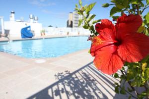 uma flor vermelha ao lado de uma piscina em Princess Bayside Beach Hotel em Ocean City