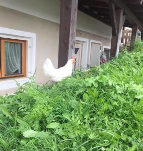 Vườn quanh Gstattlhof Mountain Farmhouse