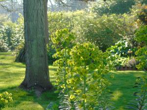 een struik met gele bloemen naast een boom bij The Old School B&B in Chichester