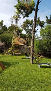 een groep stoelen in het gras naast een boom bij Cabañas Victoria in Mar de las Pampas