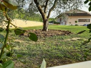 een boom in de tuin van een huis bij LE MAMMOLE in San Miniato