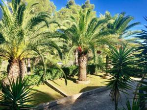 a group of palm trees in a park at Residence La Valdana in Capoliveri