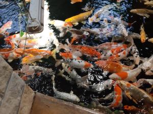 un grupo de peces koi en un estanque en Rybí Dům, en Kocobedz