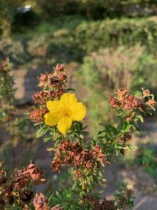 une fleur jaune pousse sur une plante dans l'établissement Ferienhaus Elbufer 83, à Bad Schandau