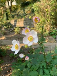 un groupe de fleurs blanches dans un jardin dans l'établissement Ferienhaus Elbufer 83, à Bad Schandau