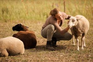 Animales en el hotel o alrededores