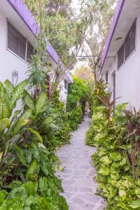 a garden path between two buildings with plants at Hotel Aventura in Mérida