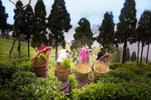 Kebun di luar Sourenee Tea Estate