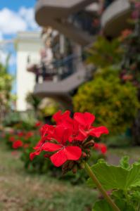 een rode bloem voor enkele rode bloemen bij Lharmonie Villa in Pereybere