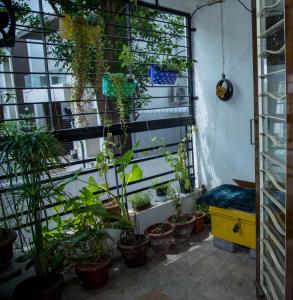 een kamer met een bos planten aan een muur bij Homestay for Women in Coimbatore