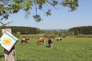 grupa krów wypasających się na polu w obiekcie Hotel Wemperhardt w mieście Wemperhardt