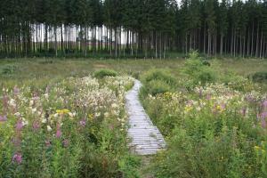 drewniana ścieżka przez pole kwiatów w obiekcie Hotel Wemperhardt w mieście Wemperhardt