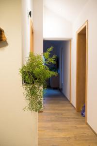 un pasillo con una planta colgando de una pared en Appartement Christiane, en Bludenz