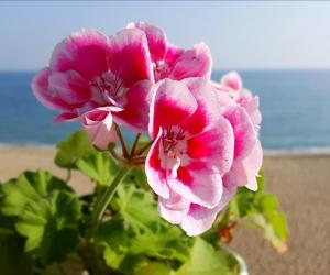 Odessa'daki Cottage with panoramic sea view tesisine ait fotoğraf galerisinden bir görsel