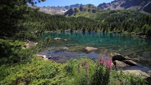 un lago en las montañas con flores rosas en primer plano en Ca' del Borgo, Rooms & Suites, en Poschiavo