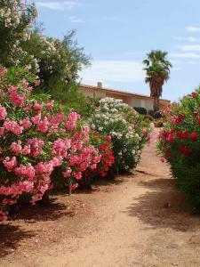 een rij struiken met roze en witte bloemen bij Résidence Liccia di Furu in Porto-Vecchio