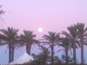 un groupe de palmiers avec la lune dans le ciel dans l'établissement Villa Oleandro - 2349447, à San Teodoro