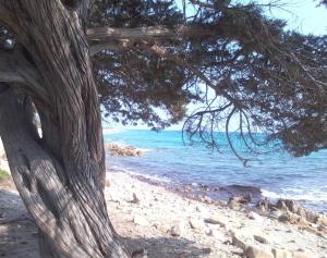 un arbre sur une plage avec l'océan dans l'établissement Villa Oleandro - 2349447, à San Teodoro