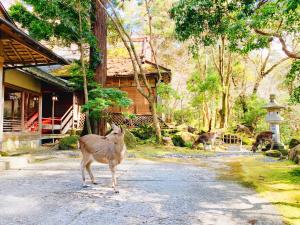 een hert in de straat bij een huis bij Tsukihitei in Nara