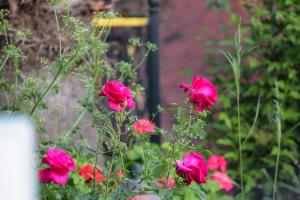 un groupe de roses rouges dans un jardin dans l'établissement Club Pink Palace Hotel, à Ölüdeniz