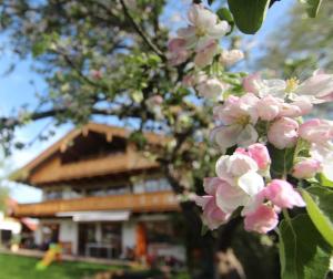 einen Baum mit rosa Blumen vor einem Gebäude in der Unterkunft Appartementhaus Schirsner - direkt am See & am Kurpark in Schliersee