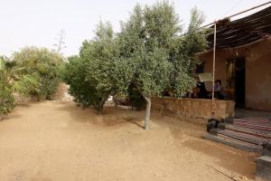 Foto da galeria de Grand Sud, la maison de sable em Douz