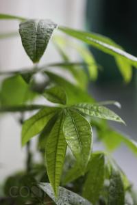 uma planta verde com gotas de chuva nas folhas em Shanghai Cosmo World Union Service Apartment em Xangai