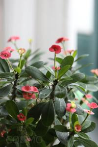 uma planta com flores vermelhas e folhas verdes em Shanghai Cosmo World Union Service Apartment em Xangai