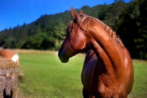 un caballo marrón está parado en un campo en Landhaus Semmering, en Semmering