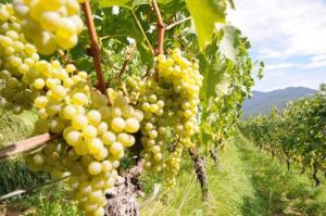 a bunch of white grapes hanging from a tree at Gasthof Teiser Stern in Funes