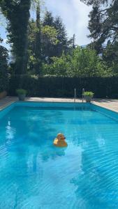 un'anatra di gomma che galleggia in una piscina di Hotel Zima a Merano