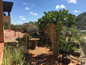 un albero in mezzo a un giardino di Felsenblick Self-Catering a Windhoek