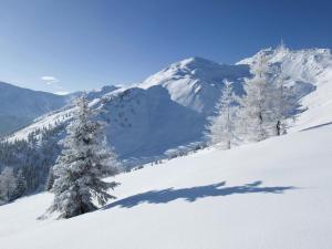 einen schneebedeckten Baum auf einem schneebedeckten Berg in der Unterkunft Gästehaus Flörl in Gerlosberg