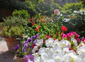 a bunch of flowers in pots in a garden at Hôtel Les Palmiers in Saint-Tropez