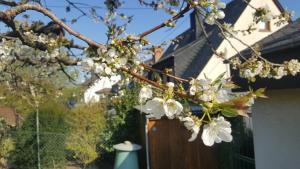 Un jardín fuera de Ferienwohnung Rheinzeit beim Toni