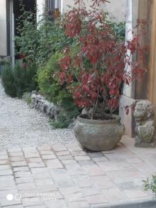 a plant in a large pot sitting on a patio at L'adresse à Besançon in Besançon