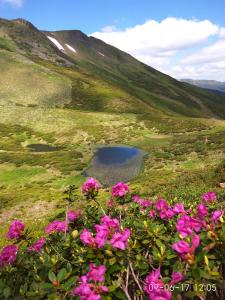 Ein Haufen rosa Blumen auf einem Hügel mit einem See in der Unterkunft Zelena Dacha in Drahobrat